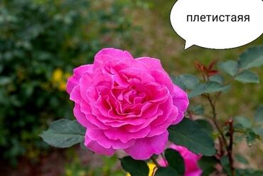 Şitillər: Məhsul: Bağ bitkiləri və meyvə fidanları seçimi - Hibiskus (Rose of — 43