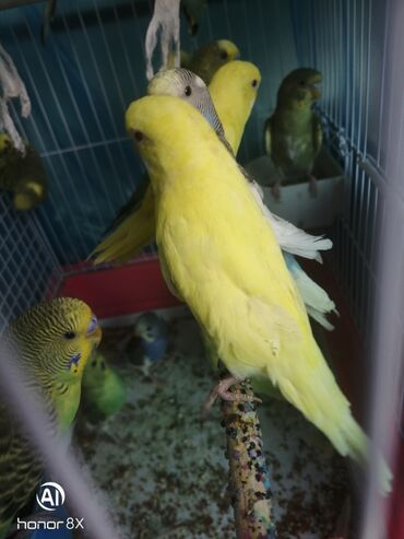 Tutuquşları: Papuqaylar 9azn Papuqay qəfəsləri 9azn Təzə qəfəslərdi 9-azn -da lalafo.az — 13 Tutuquşları: Papuqaylar 9azn Papuqay qəfəsləri 9azn Təzə qəfəslərdi 9-azn — 13