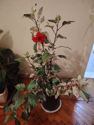Лекарства для растений: Məhsul: Variegatlı Hibiskus (Hibiscus rosa‑sinensis ‘Snow Queen’