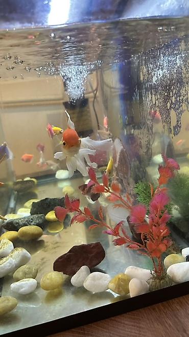 gence akvarium: Akvarium satılır. Ölçüləri şəkillərdə göstərildiyi kimi təxminən: - — 5
