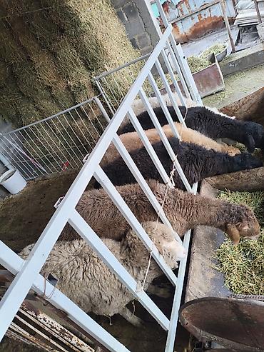 Баран, овца: Продаю | Овца (самка) | На забой — 16