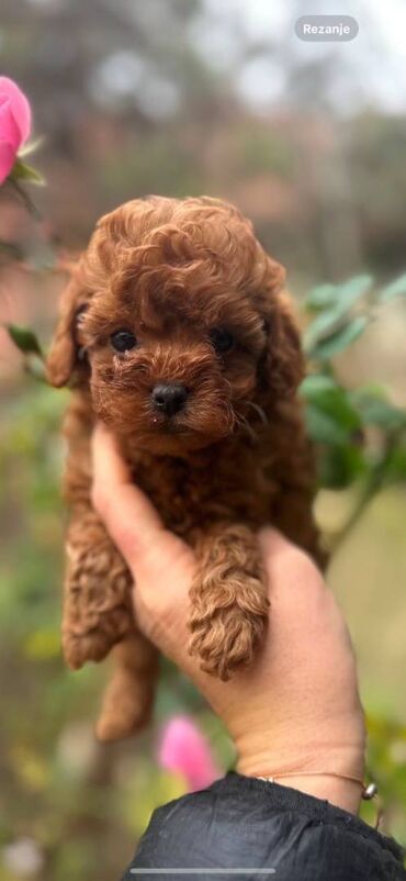 mini pomeranac boo cena: Stenci toy i mini pudle vrhinske genetike registrovana odgaivacnica