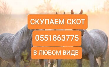 продаю породистых коров: Куплю | Коровы, быки, Лошади, кони, Другие с/х животные | Круглосуточно, Любое состояние, Забитый