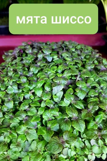 Здоровое питание: Продается вкусная красивая и очень полезная микрозелень в большом — 7