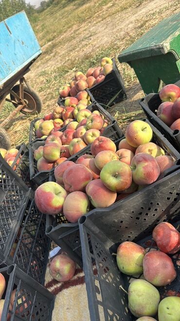 Яблоки: Яблоки Превосходное — 10