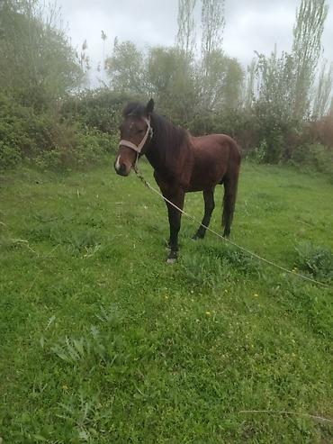 Atlar: Erkək, il: 5, Ünvandan götürmə — 1