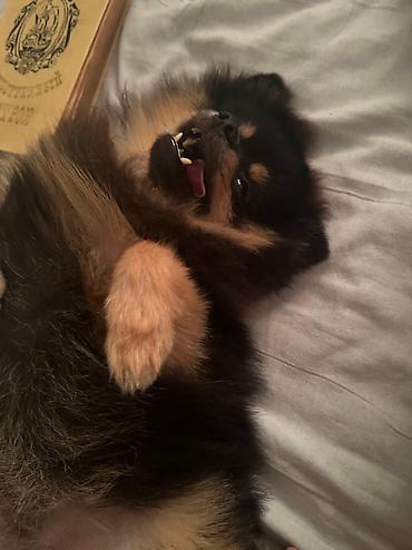 Продажа собак: Шпиц, 2 года, Самец, С прививкой — 7