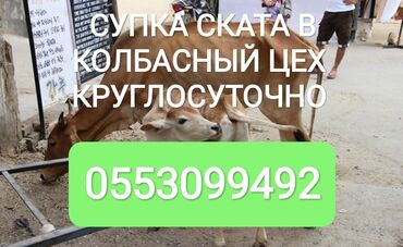 айдаркен уй: Сатып алам | Уйлар, букалар, Жылкылар, аттар | Бардык шартта, Союуга, этке, Күнү-түнү