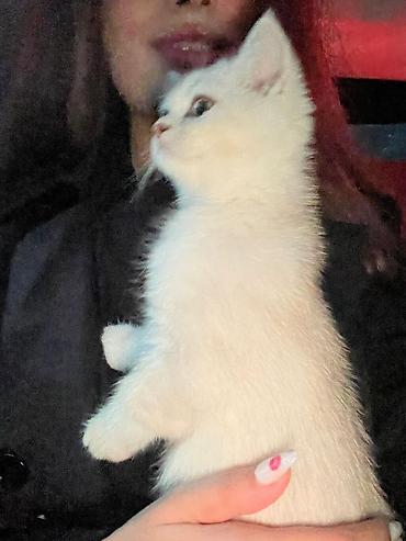 Pişiklər: Şotland — 4