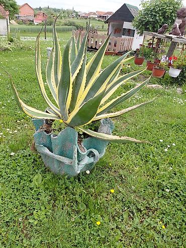 ljubicaste stvari: Velika ukrasna agava u saksiji - Vrsta: Agave americana variegata — 1