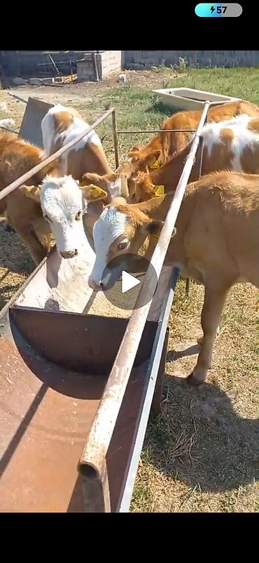 Mal-qara: Satılır: simmental tipli buzovlar - Növ: iribuynuzlu, ətlik istiqamət — 2
