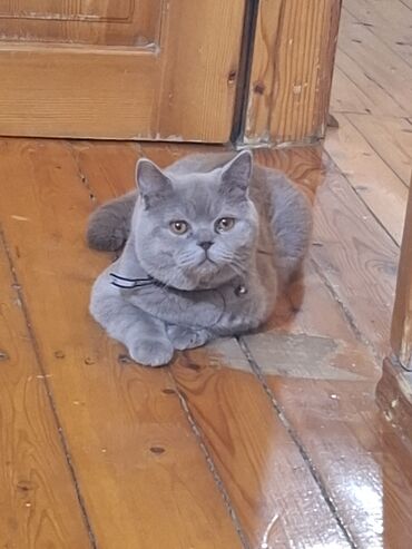 pişik parodaları: Şotland, Erkək, Yaxşı əllərə, Ünvandan götürmə