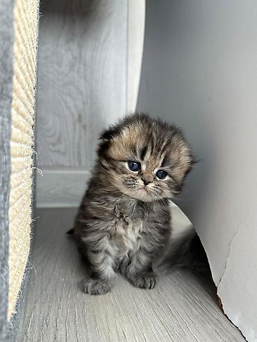 Pişiklər: Şotland — 3