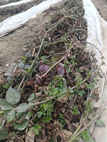 Ежевика: Саженцы ежевики (бесшипные сорта). Сорт Лох Нес Количево 1000 — 4