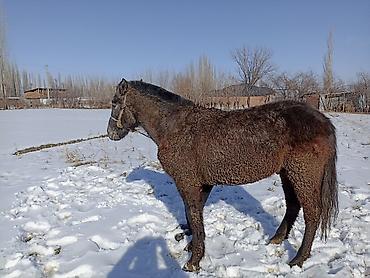 Лошади, кони: Продаю | Кобыла (самка) — 3