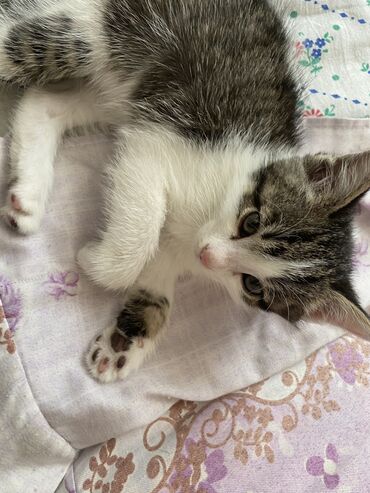 каракол коты: Мальчик 2 месяца отдаю дарам срочно!!