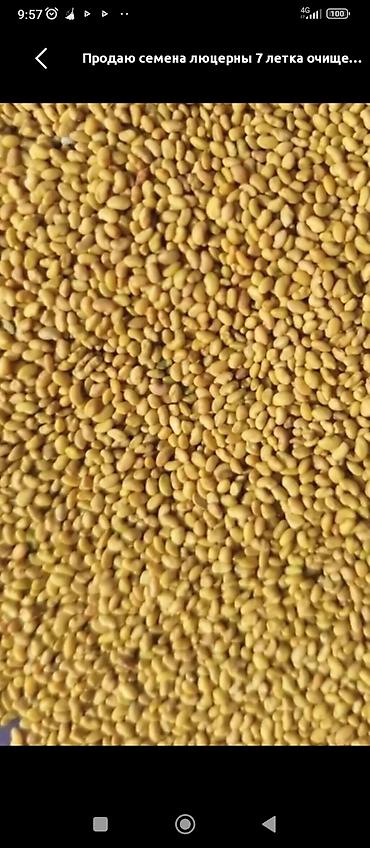 Люцерна: БЕДЕ УРУК САТЫЛАТ! МЕСНЫЙ КАРА - БАЛТАНЫКЫ. ОЗУБУЗДУН ЖЕРДИКИ — 3