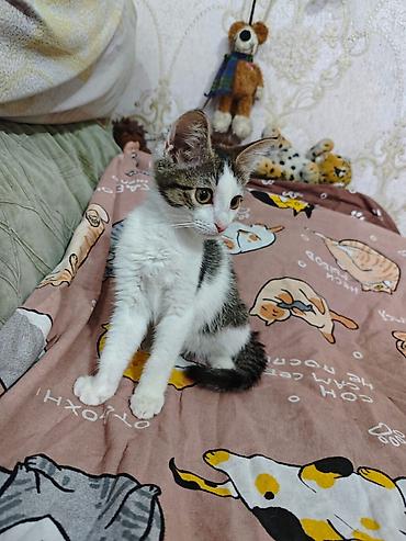 Мышыктар: 3 айлык, Ургаачы, Лотокко барууга үйрөтүлгөн, Курттардан тазаланган, Эмделген — 6