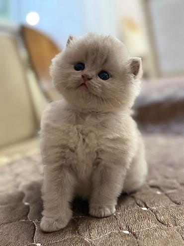 Pişiklər: Şotland, Erkək, Dişi, Yaxşı əllərə, Ödənişli çatdırılma, Rayonlara çatdırılma, Ünvandan götürmə — 1