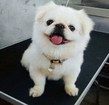 paroda itler: Pekines, Peyvəndli, Ünvandan götürmə