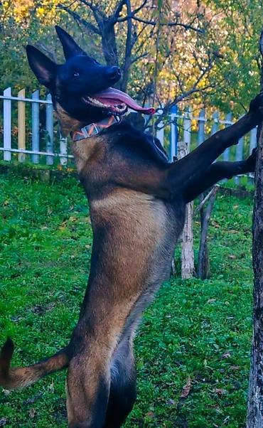 Dogs: Štenci belgijskog ovčara malinoa ženke . Roditelji su radni psi sa — 2
