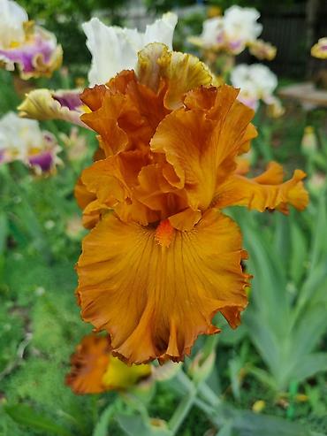 Другие садовые цветы и кустарники: В продаже саженцы сортовых ирисов из личной коллекции Все фото мои! — 9