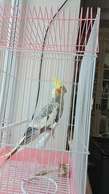 geref qus: Nimfa (Cockatiel) tutuquşu qəfəsi ilə birlikdə - Növ: Nimfa tutuquşu — 2
