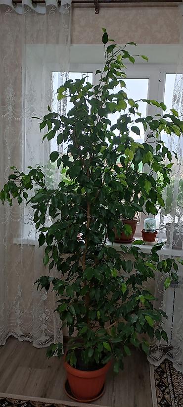 фикус цветы: Фикус Бенджамина (Ficus benjamina), крупное комнатное дерево. - — 2