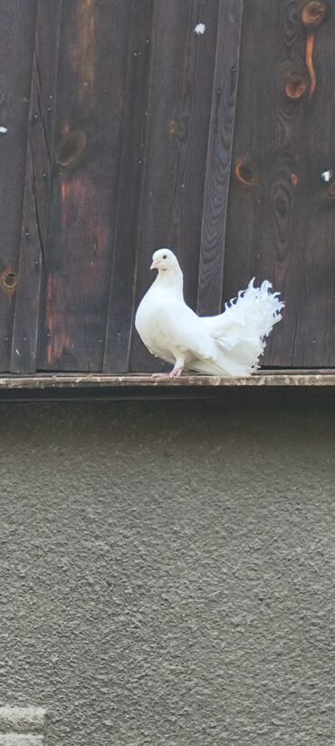 Птицы: Продаю голубей Павлинов — 4