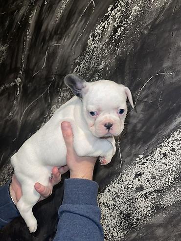 kucne kosnice: Francuski bulldog štene, jedinstven merle šare. Kompaktno, snažno — 8