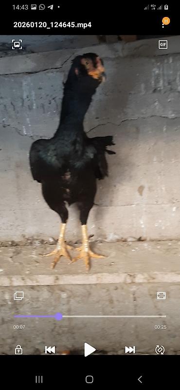 Куры, петухи: Продаю | Петух | Бойцовая | Для разведения — 6