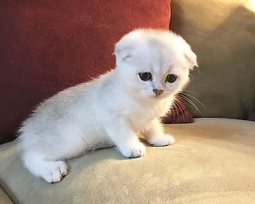 шатландский кошка: Шотландский вислоухий котёнок (Scottish Fold) - Окрас: серебристый — 1