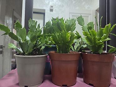 Декабристы: Декабристы (Schlumbergera) в горшках. - Окраска цветков: белая (на — 2