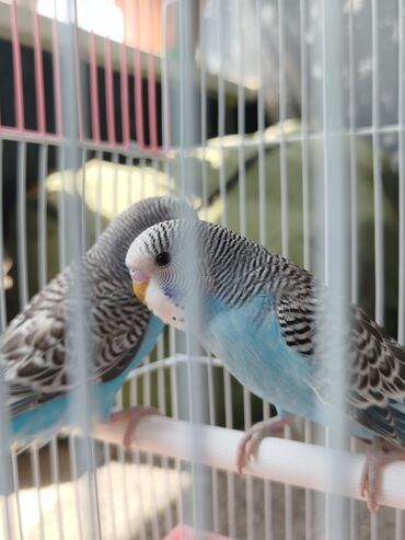 птица домашняя: Ассаламу Алейкум туугандар папугай даяр пара 🦜 сатылат! Клеткасы