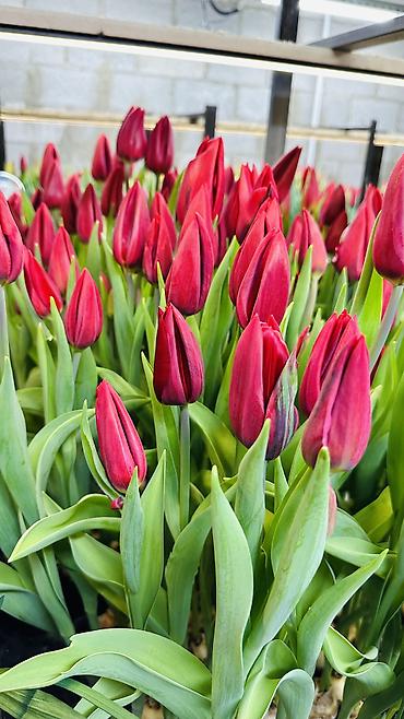 Букеты из живых цветов: ТЮЛЬПАНЫ ТЮЛЬПАНЫ ТЮЛЬПАНЫ на 8 марта. Бронь - Палитра: ярко‑желтые — 14