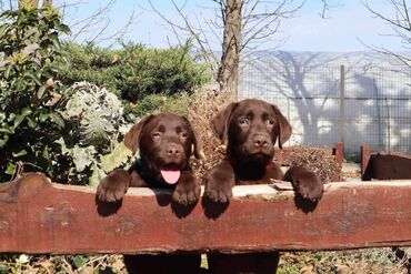Psi: Izuzetna cokoladna štenad Labrador retrivera oštenjena 26. novembra — 8