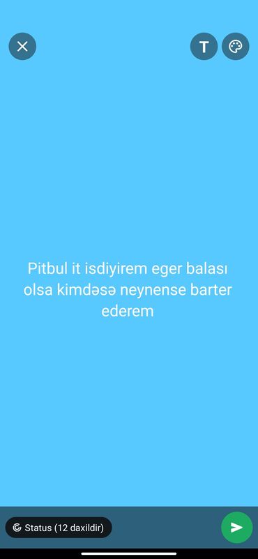 yeke itler: Pitbul, 1 ay, Erkek