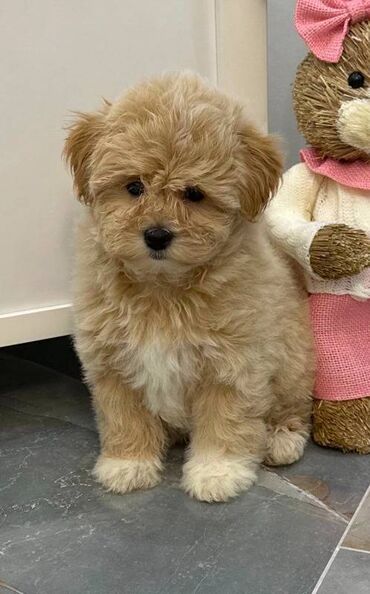 Psi: Maltipoo vrhunske genetike u registrovanoj odgaivacnici Bahu Djokovic