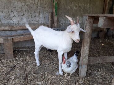 sort keçi: Erkək, Zanen, il: 1, Damazlıq