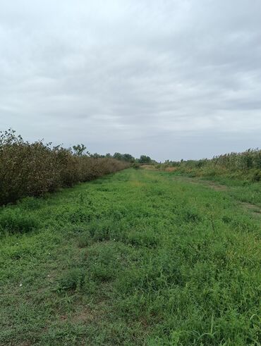 Ağaclar: Məhsul: Fındıq bağı və gilas bağı Təsvir: 1.20 Ha ərazidə 12illik — 4