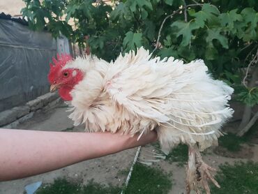 Toyuqlar: Toyuq, Yumurtalıq, Ünvandan götürmə — 5