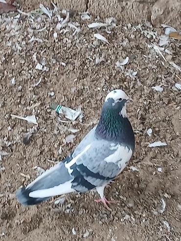 Göyərçinlər: Qiymət hamısına aitdir qiymətdə razılaşmaq olar — 1