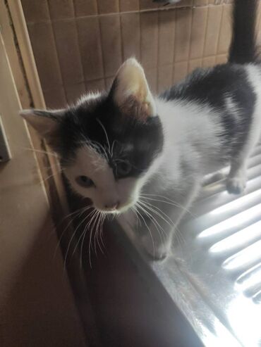 Mačke: Poklanjaju se dve predivne mace spašene sa ulice — braća različitog — 4