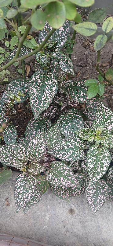 bitki dermanlari: Hipestes (Hypoestes phyllostachya) – “çəkilli yarpaq” dekorativ bitki — 1