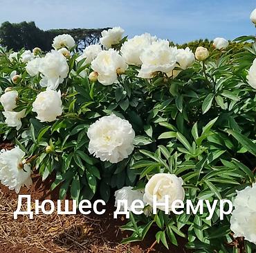 кой сойу: Корни пиона из Голландии по три почки сорт на срез Дюшес де Немур — 1