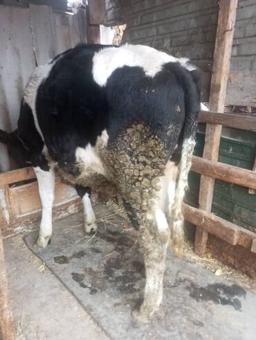 хомяк домашний купить: Сатам | Бука (эркек) | Көбөйтүү үчүн