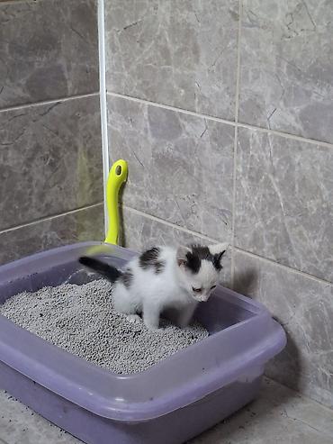 Отдам даром кошку: Кошка даром: Ангорская, 3 месяца, Девочка at lalafo.kg — 2 Отдам даром кошку: Кошка даром: Ангорская, 3 месяца, Девочка — 2