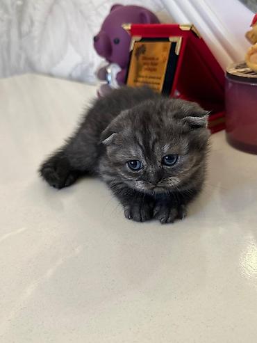 Pişiklər: Şotland — 9