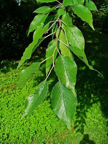 decije stolice za dvoriste: Maklura pomifera brzorastuće drvo pogodno za živu neprohodnu — 3