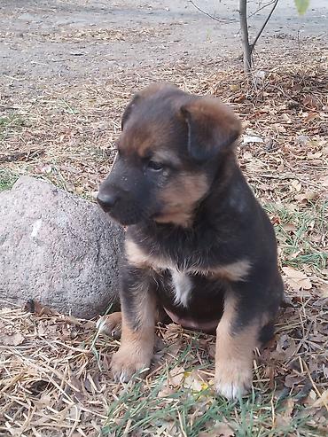 секс девушка с сабака: Собака даром: 3 месяца, Самка — 5